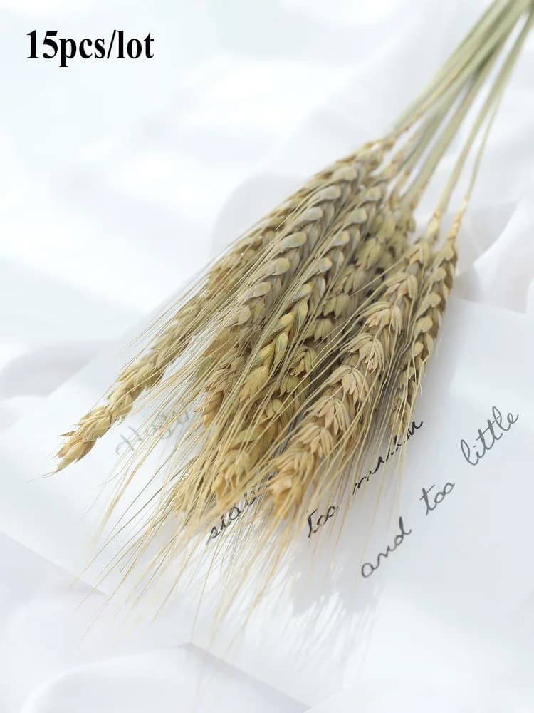 Oreilles de blé d'orge naturelles, Queue de lapin Lampranthus, Accessoires de photographie, Accessoi