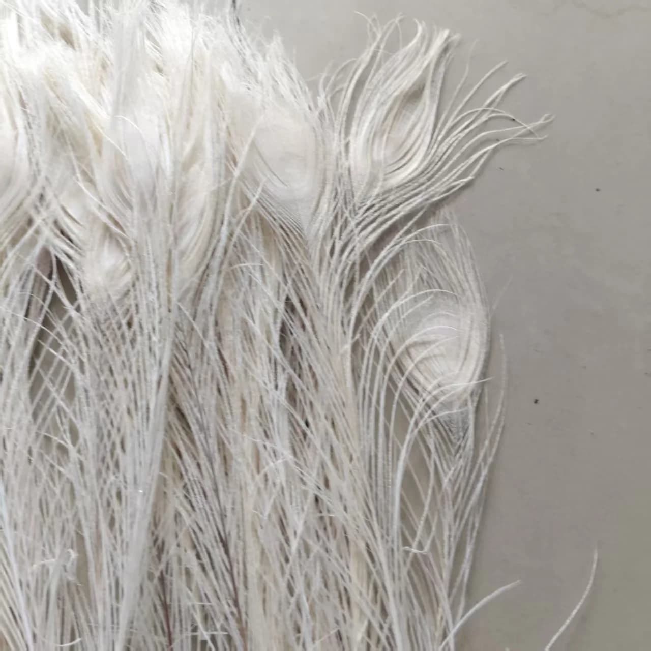 Vente en gros! Belles plumes d'oeil de paon blanc, décoration et célébration, 10 pièces, 25-30 cm, 1