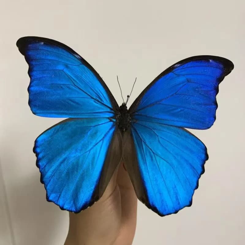 1 spécimen de papillon véritable Morpho Menelaus, grand papillon bleu éclatant, spécimen de papillon