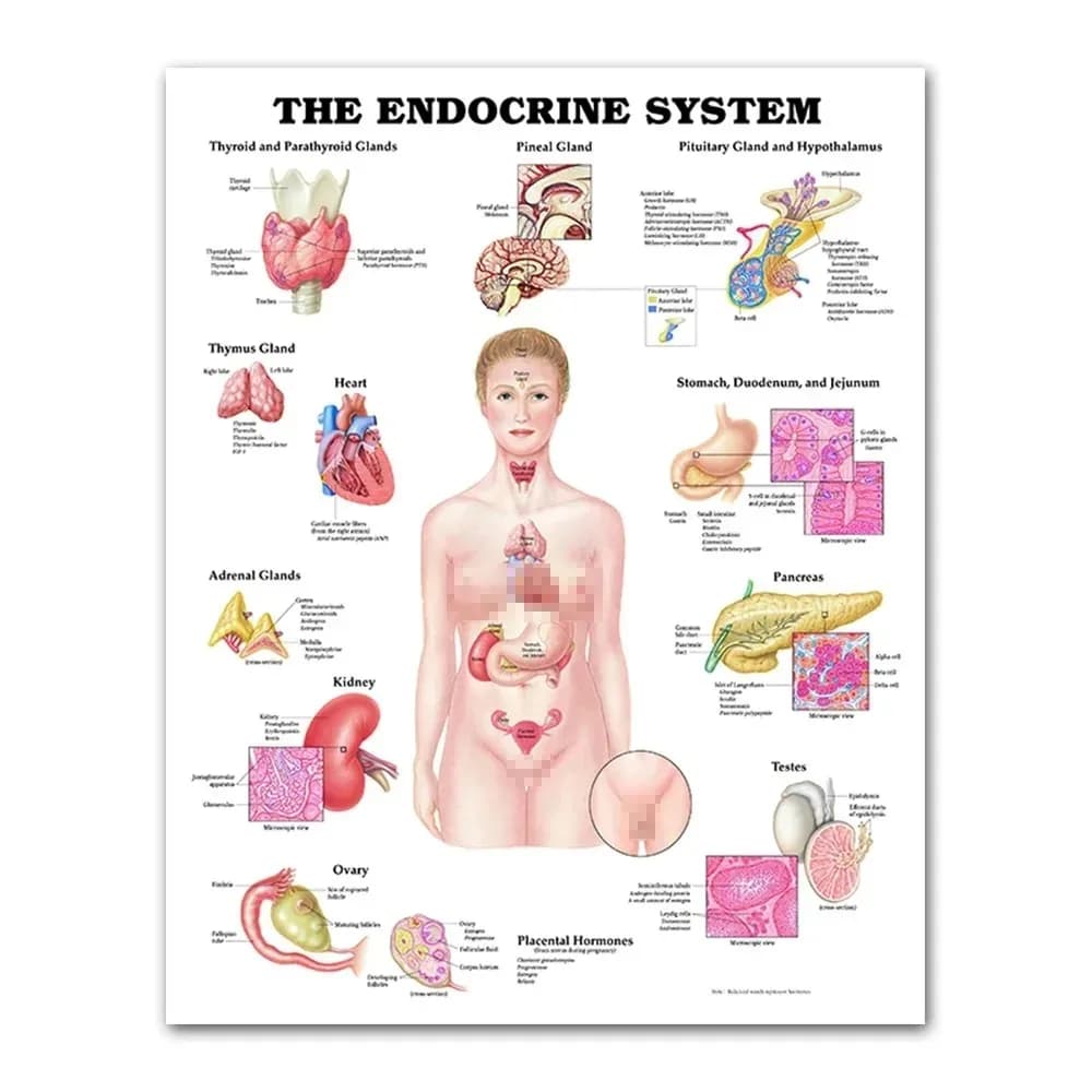 Peinture sur toile d'anatomie humaine, Modules médicaux, Système musculaire squelettique, Affiche HD