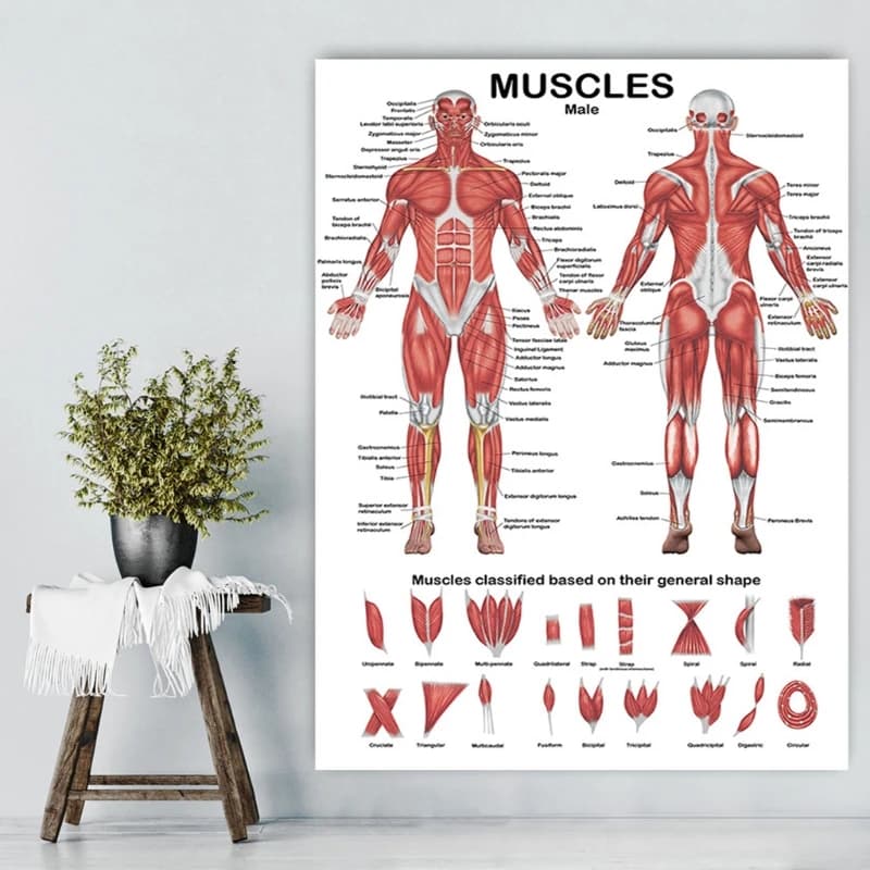 Affiche professionnelle d'anatomie musculaire humaine de la carte anatomique du système musculaire h