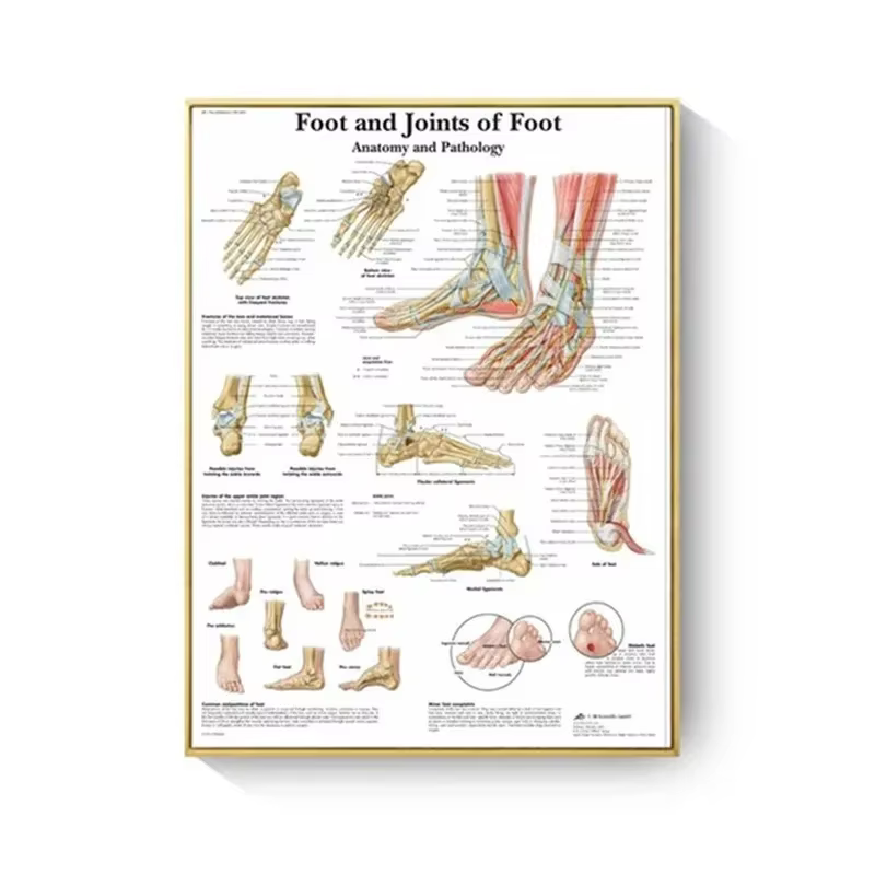 Toile de peinture avec système musculaire d'anatomie humaine, affiche d'art imprimée, images murales