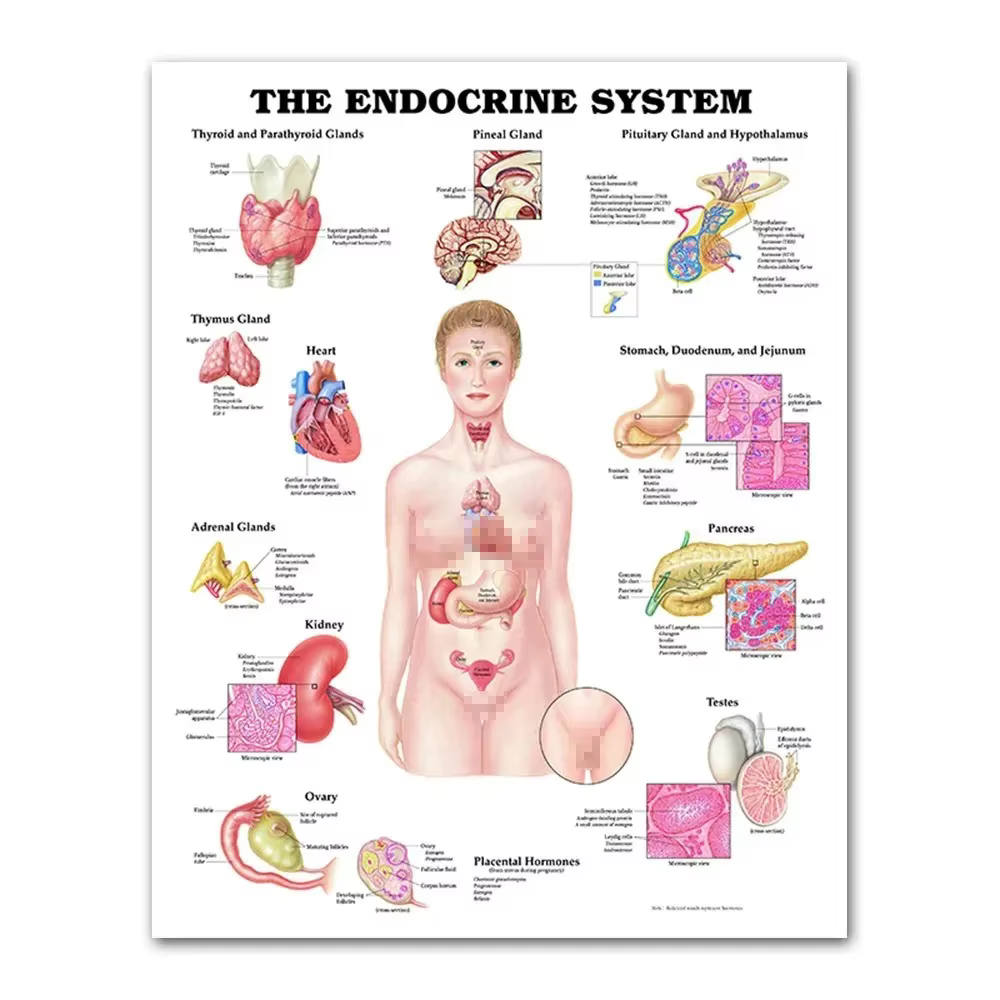Peinture sur toile d'anatomie humaine, Modules médicaux, Système musculaire squelettique, Affiche HD