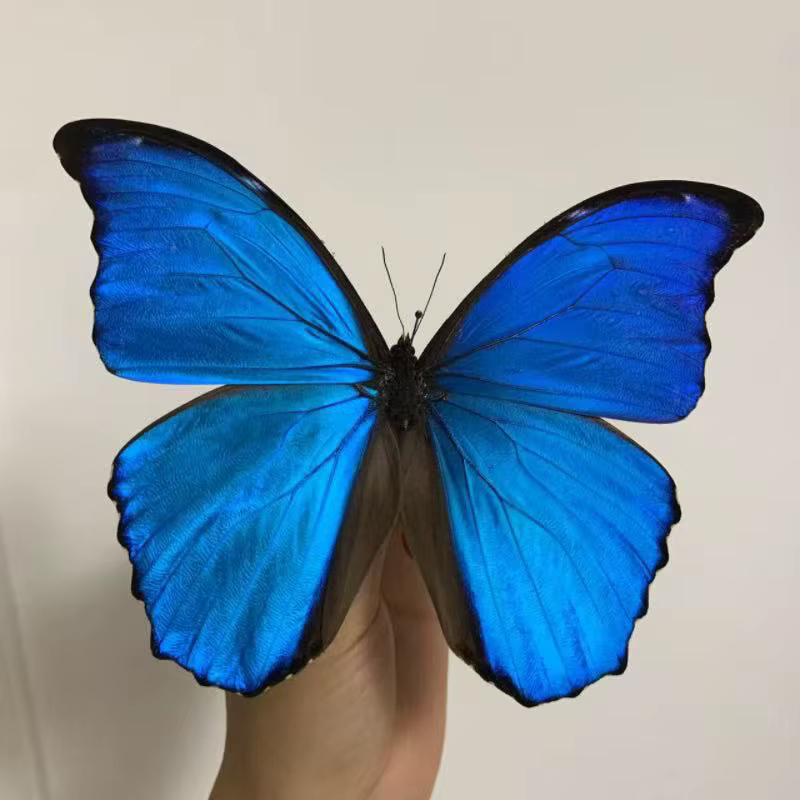 1 spécimen de papillon véritable Morpho Menelaus, grand papillon bleu éclatant, spécimen de papillon