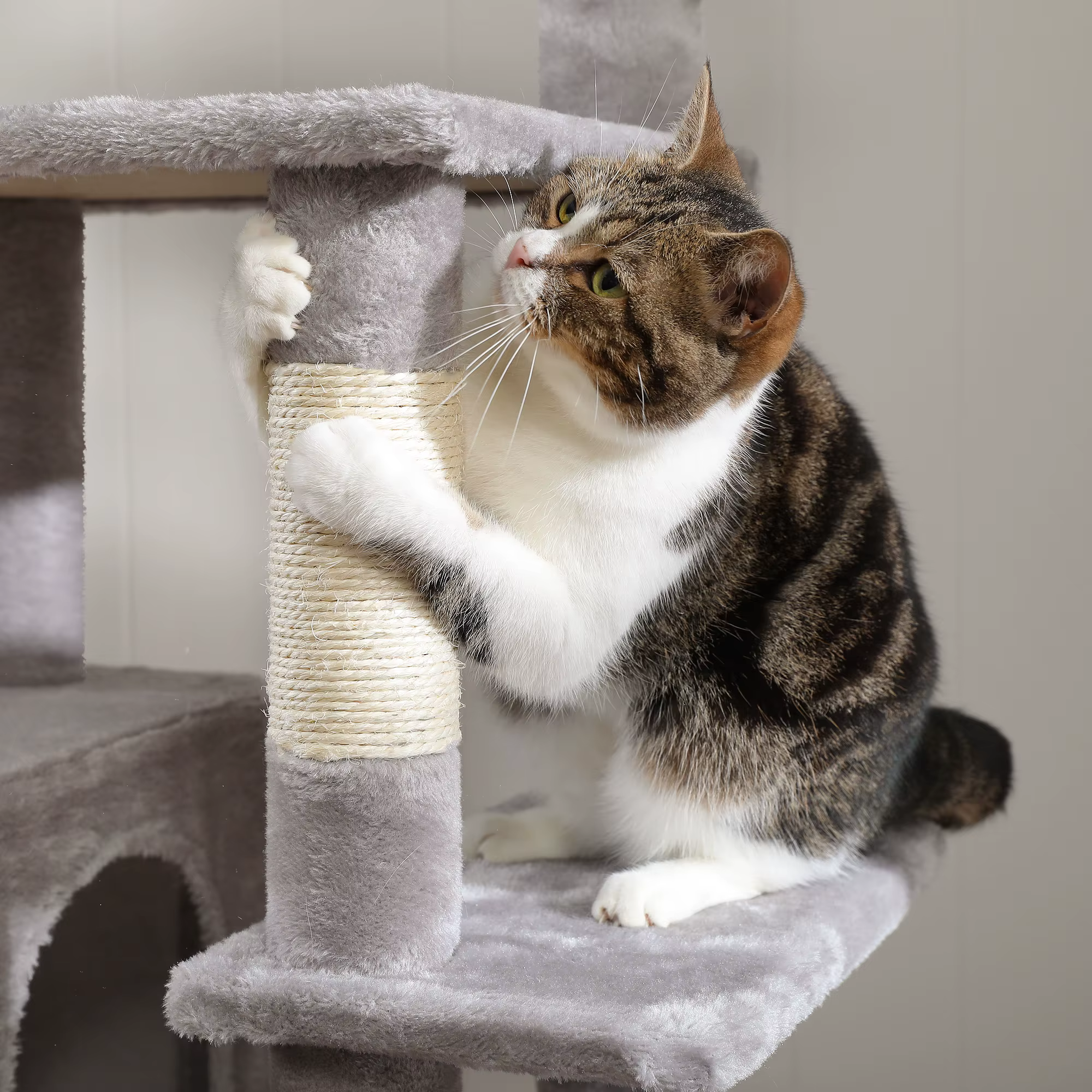 Grand condo pour chats d'intérieur, arbre à chat avec hamac, griffoirs, 2 perchoirs